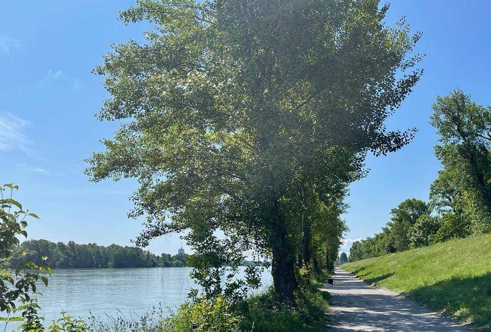 Malerischer Uferweg entlang eines Flusses mit üppiger grüner Vegetation und Bäumen.