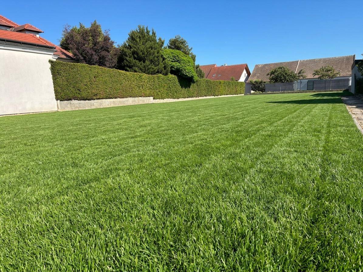 Weitläufige, sonnige Rasenfläche mit hohen Hecken als Grundstücksbegrenzung unter blauem Himmel.
