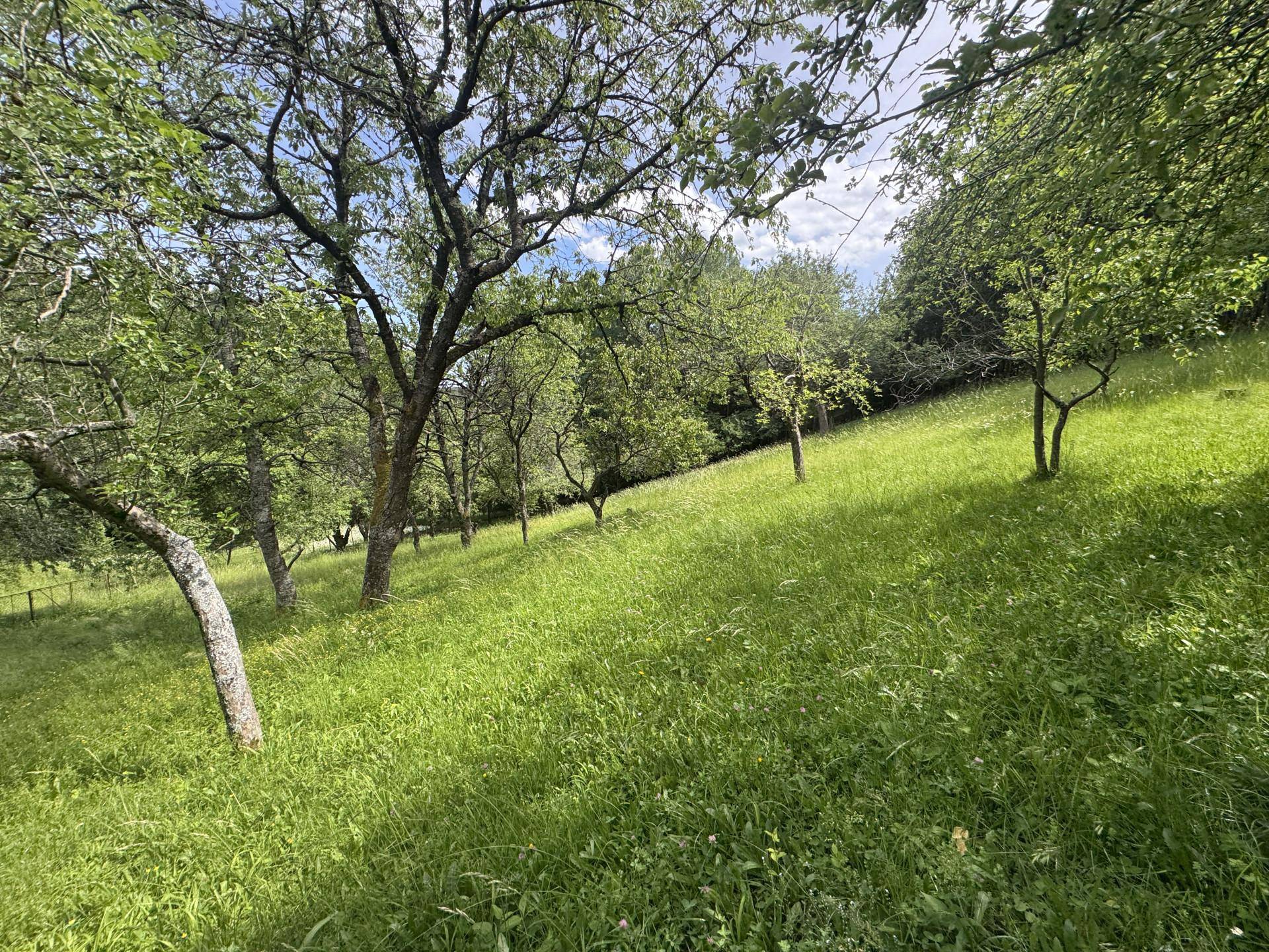 Weitläufige grüne Wiese mit verstreuten Bäumen, ideal für einen naturnahen Gartenbereich.