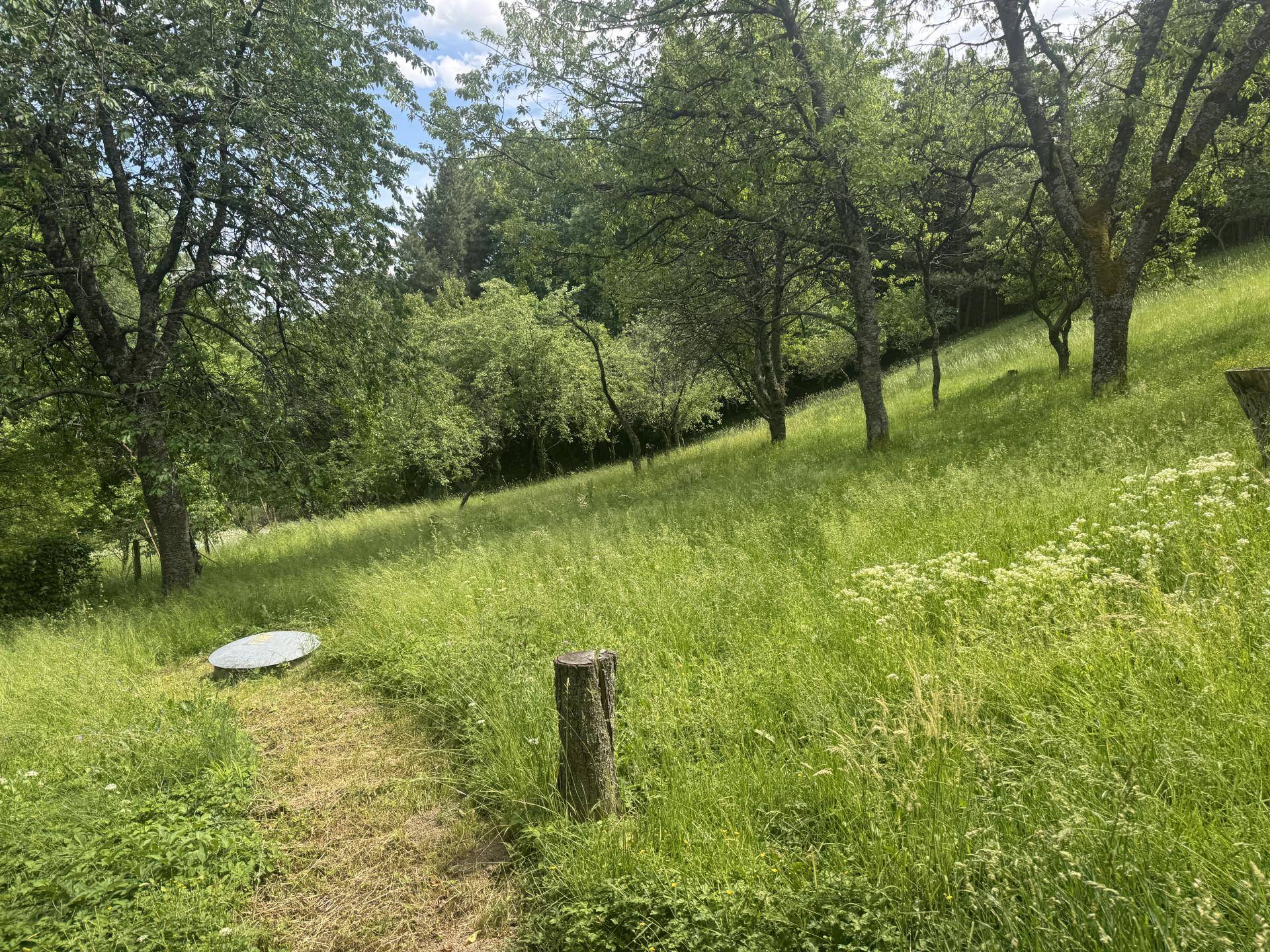 Sonnige Wiese mit hohen Gräsern und Bäumen, die eine ruhige und natürliche Landschaft bilden.