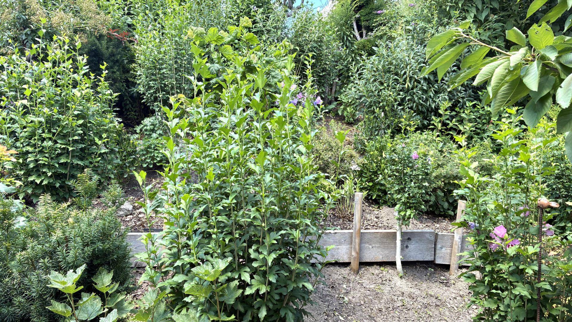 Terrassierter Gartenbereich mit jungen Pflanzen und hölzernen Beeteinfassungen.