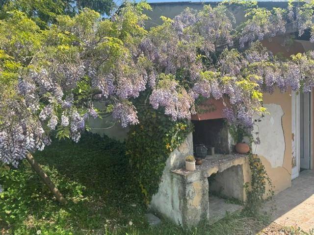 Alter Außenkamin oder Grillplatz, umrankt von blühendem Blauregen in einem verwilderten Garten.