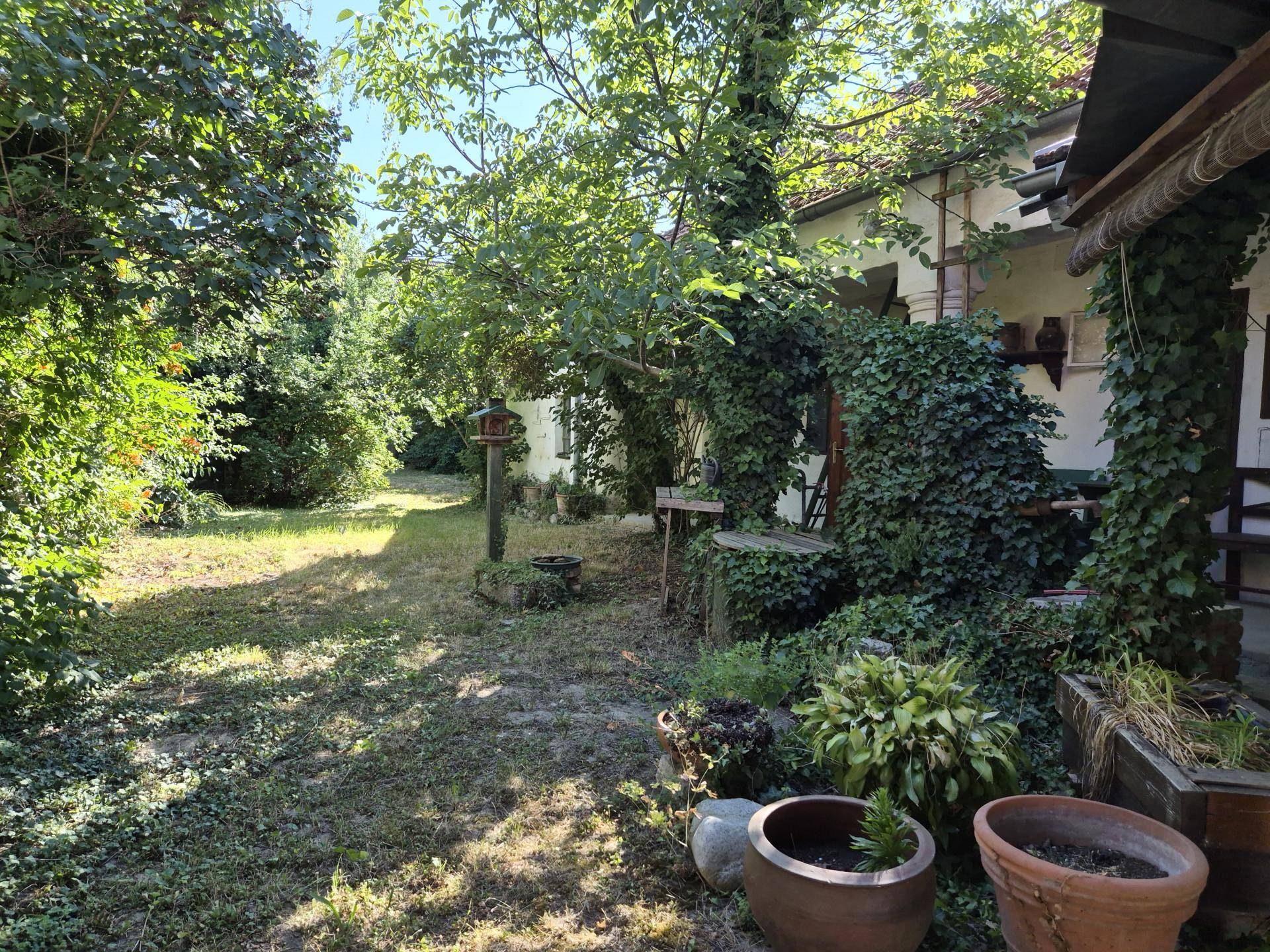 Verwilderter Gartenbereich mit üppiger Vegetation, Topfpflanzen und einer von Efeu bewachsenen Hausfassade.