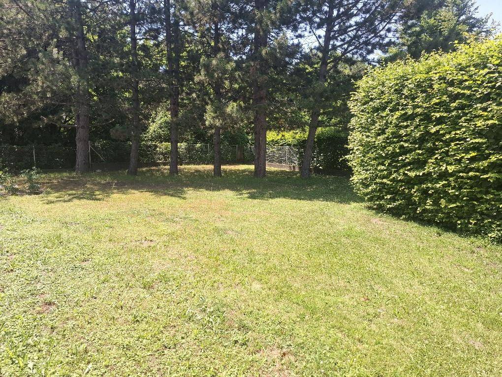 Großer, sonniger Gartenbereich mit Rasenfläche und hohen Nadelbäumen im Hintergrund, bietet viel Platz zum Entspannen.