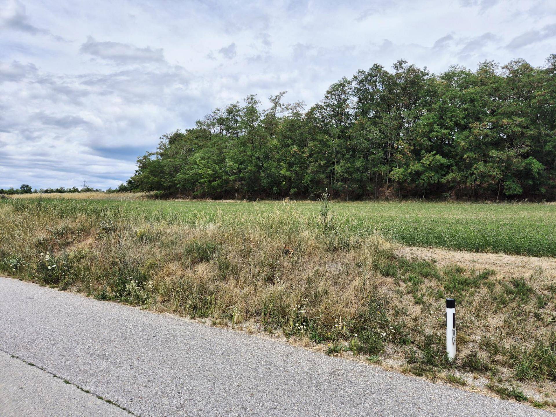 Weitläufiges Feld mit grüner und trockener Vegetation neben einer Straße und Waldrand.