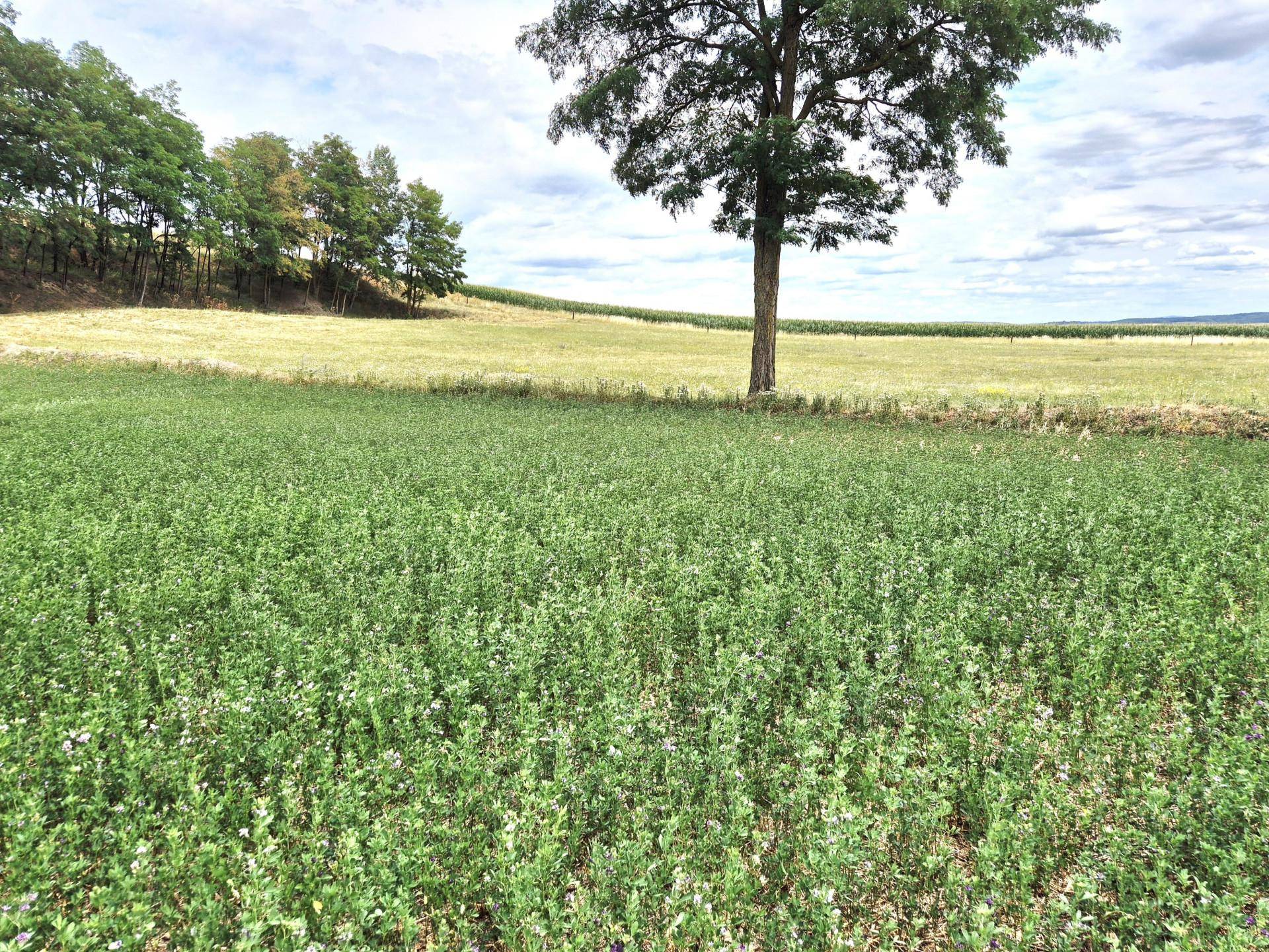 Weites Feld mit einem einzelnen Baum und hügeliger Landschaft im Hintergrund unter einem bewölkten Himmel.
