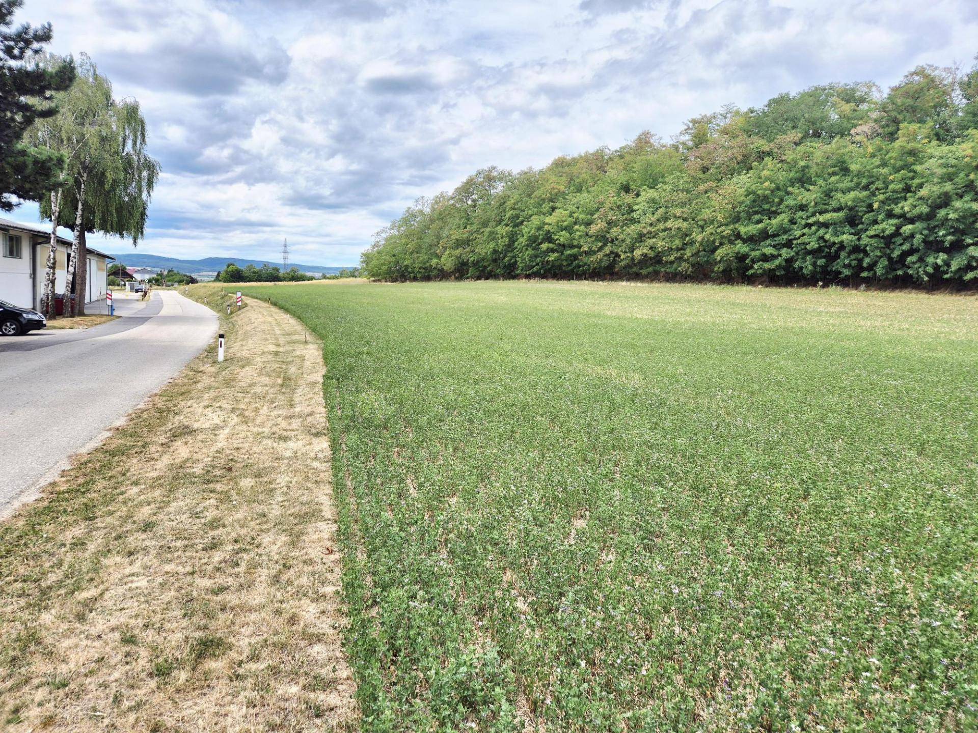 Grünes Feld neben einer Straße mit Häusern und Bäumen im Hintergrund unter einem bewölkten Himmel.