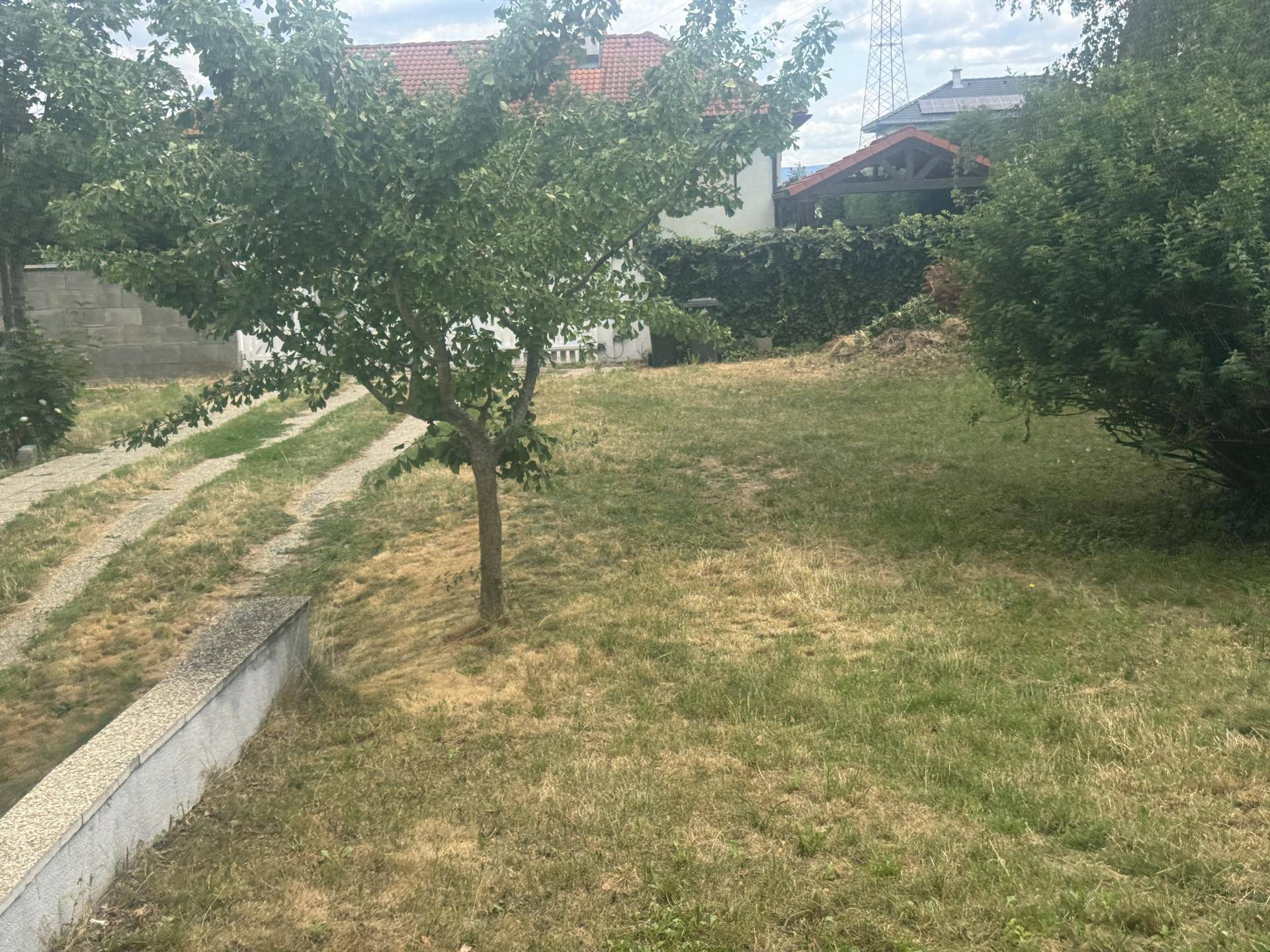 Gartenbereich mit einem jungen Obstbaum und trockenem Rasen, umgeben von Hecken und weiteren Bäumen.