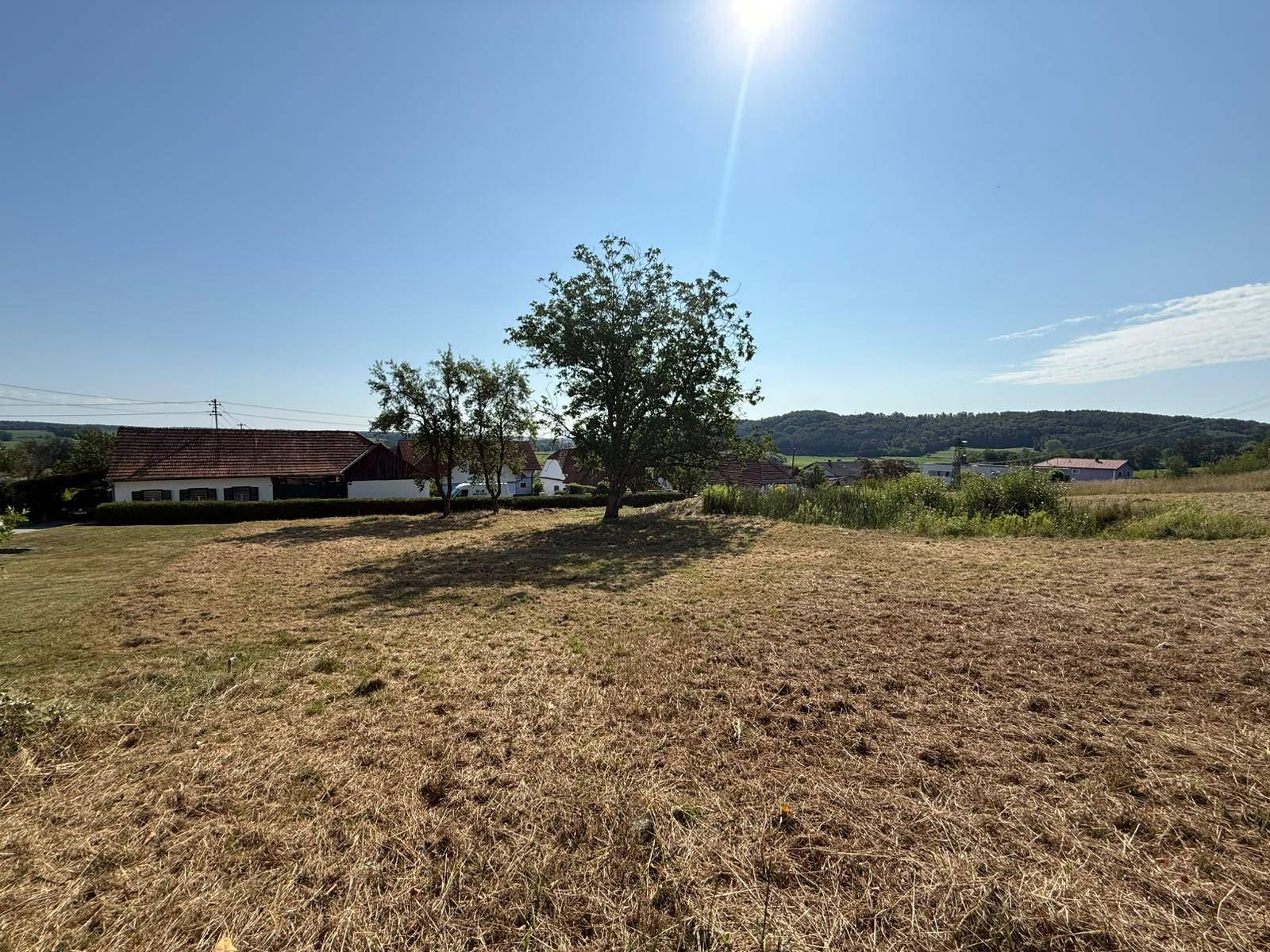 Sonniges Feld mit einem einzelnen Baum und Blick auf entfernte Häuser und grüne Hügel.