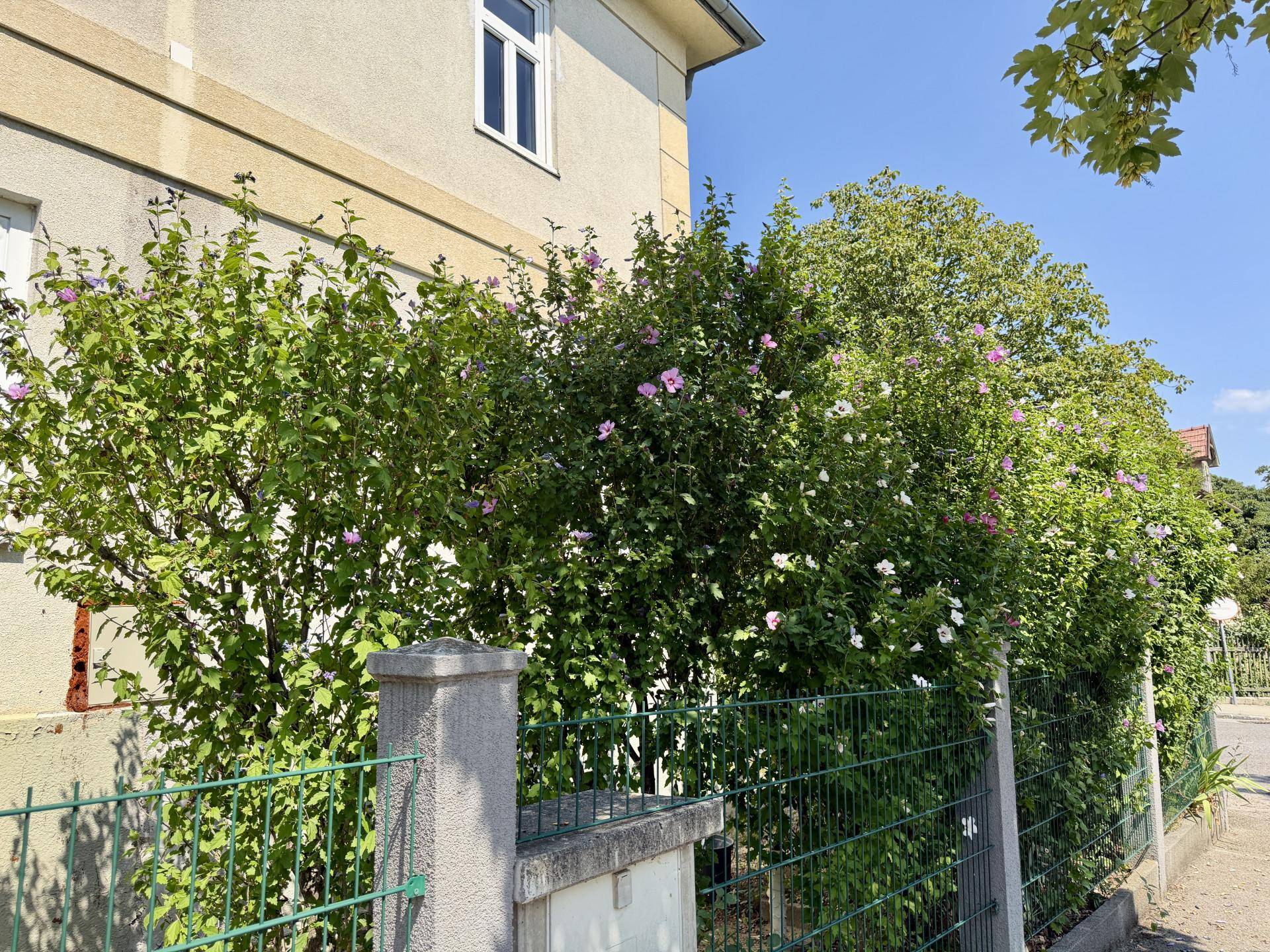 Dichte grüne Hecke mit blühenden Sträuchern in Rosa und Weiß entlang eines Zauns.