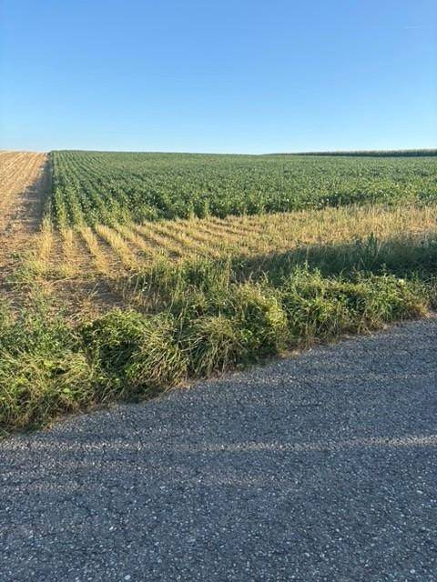 Landwirtschaftliches Feld mit jungen Pflanzen und einer Straße im Vordergrund unter blauem Himmel.