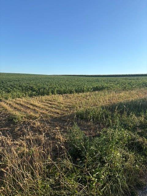 Ausgedehntes Feld mit Reihen von grünen Pflanzen und trockenem Gras unter blauem Himmel.