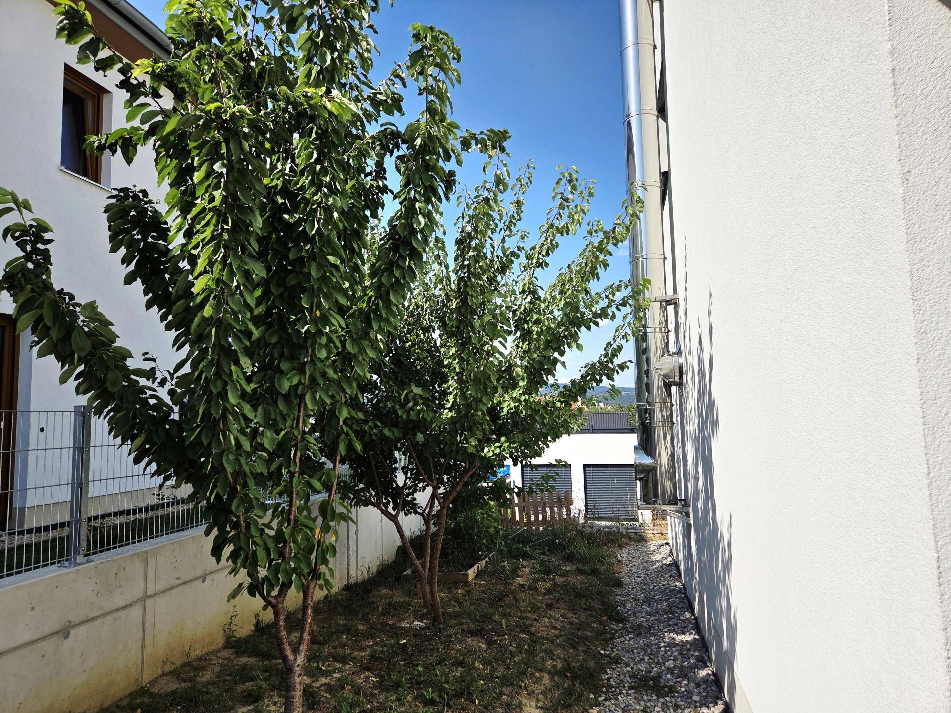 Seitlicher Gartenbereich mit jungen Obstbäumen zwischen den Häusern.