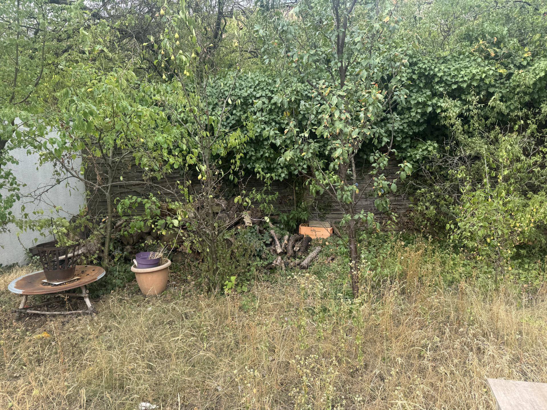 Stark verwilderter Gartenbereich mit dichter Vegetation, alten Möbeln und Holzscheiten, der Pflege benötigt.