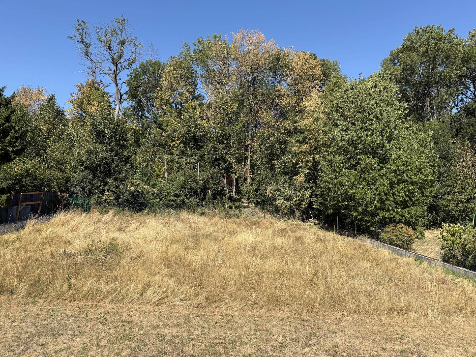 Naturbelassenes Gartengrundstück mit hohem Gras und altem Baumbestand im Hintergrund.
