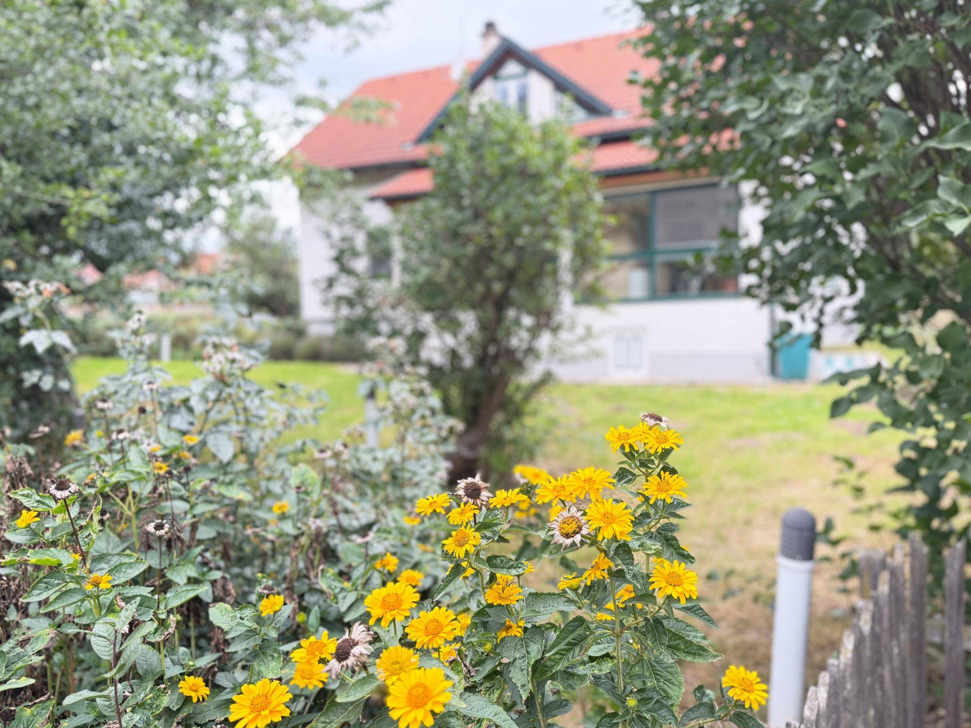 Blühender Gartenbereich mit gelben Blumen im Vordergrund und dem Haus im Hintergrund.