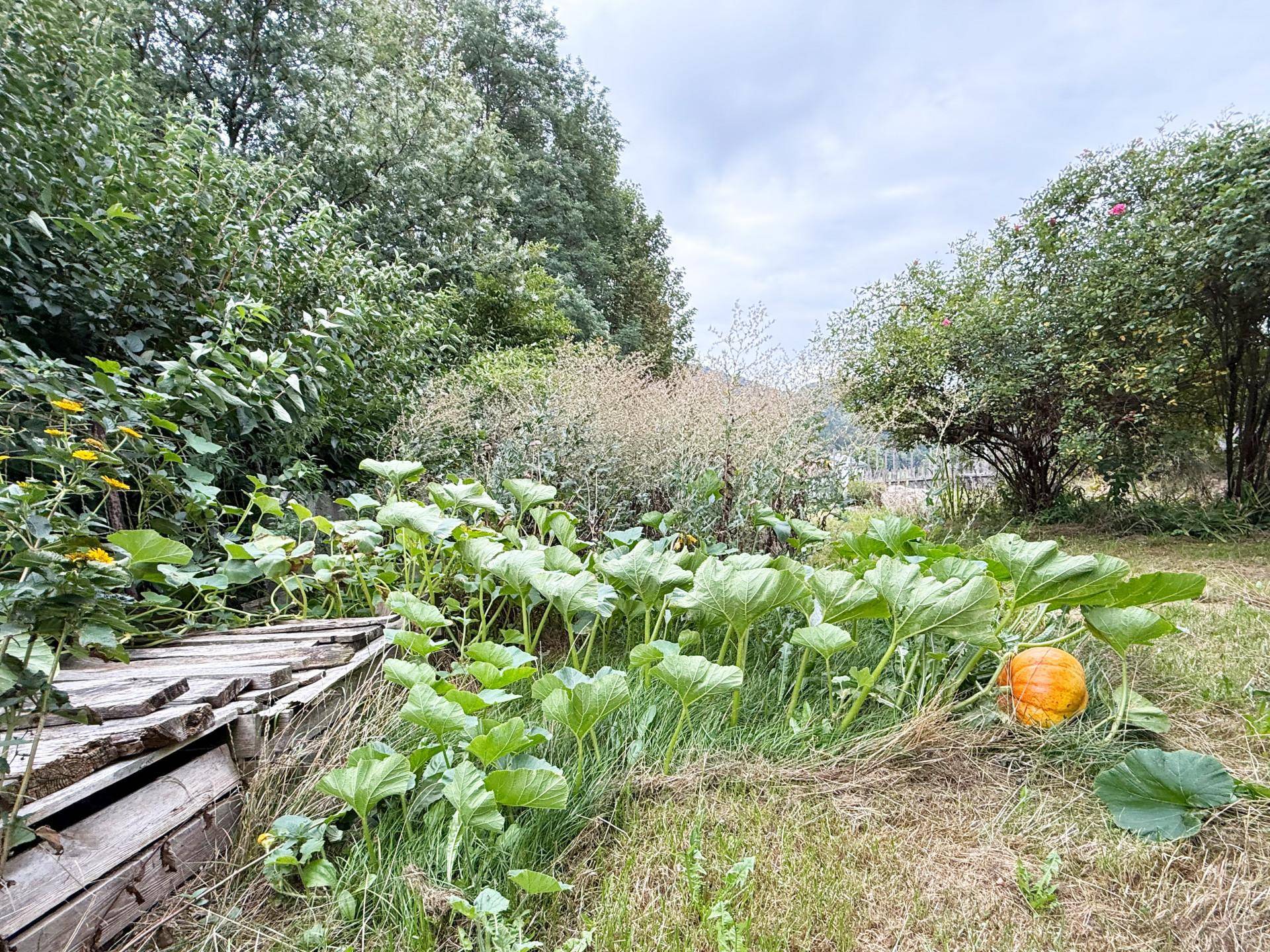 Gemüsegarten mit Kürbispflanzen und anderen Gewächsen, umgeben von üppigem Grün.