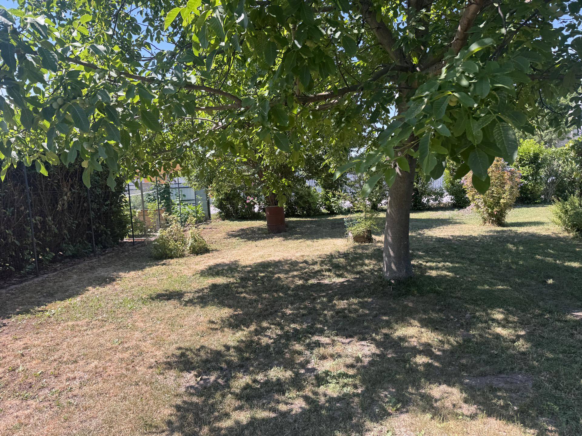 Weitläufiger Garten mit schattenspendenden Bäumen und natürlicher Vegetation an einem sonnigen Tag.