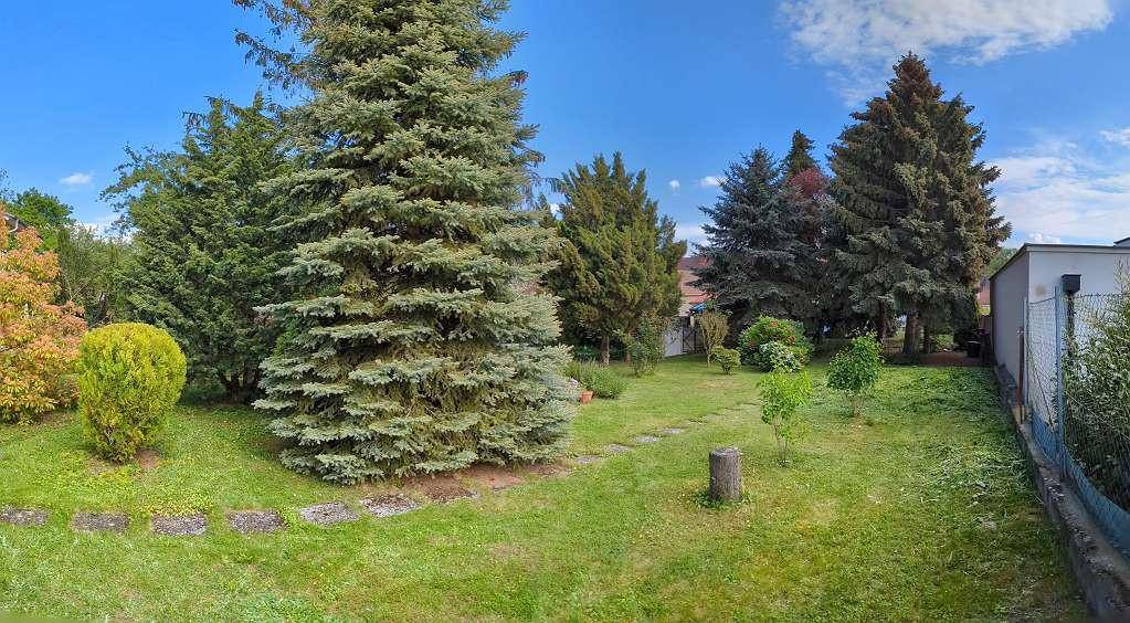 Grüner Garten mit imposanten Nadelbäumen, dichtem Bewuchs und einem kleinen Pfad an einem sonnigen Tag.