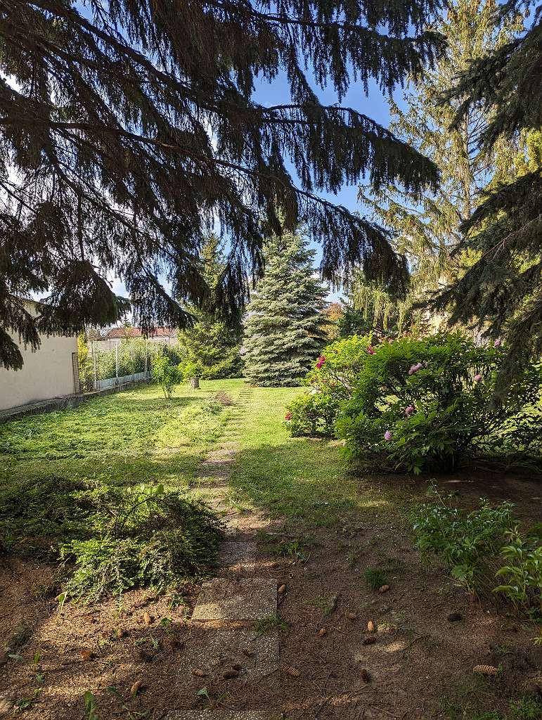 Blick durch Baumäste auf einen sonnigen Garten mit Rasen, weiteren Bäumen und einem Steinpfad.