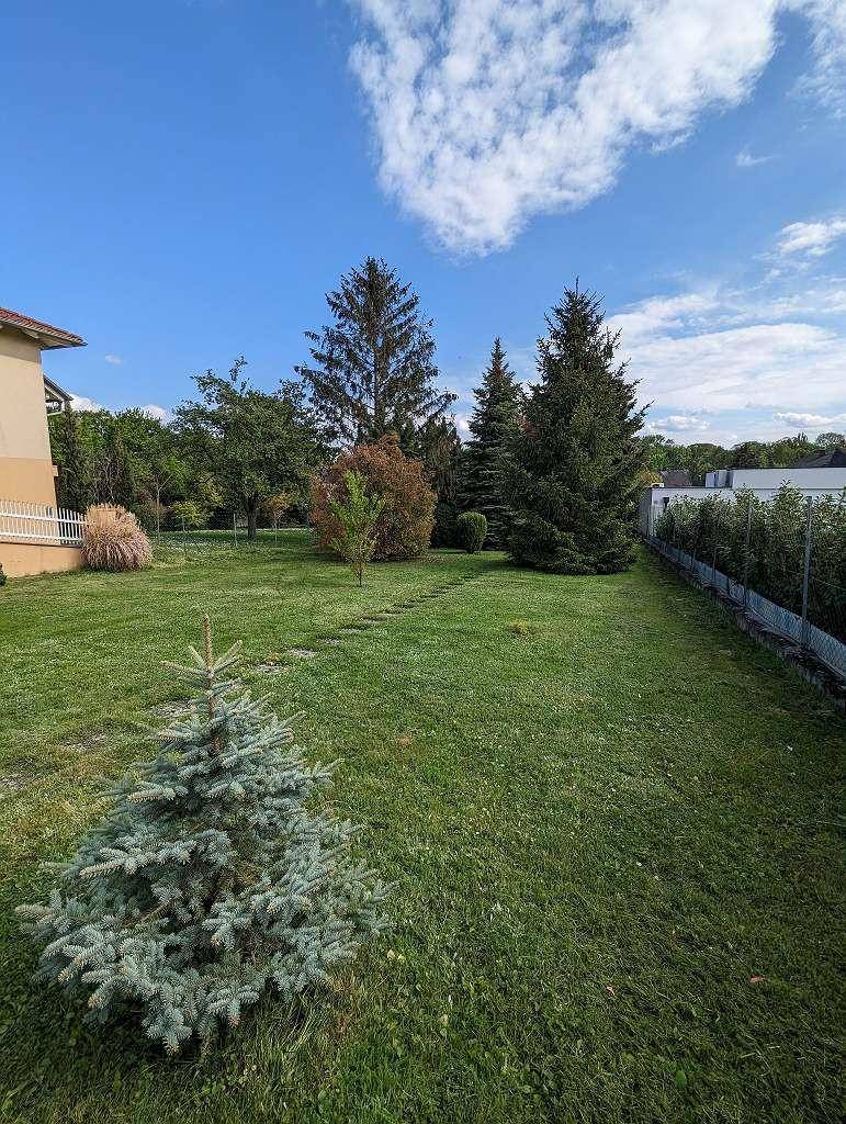 Weitläufige Rasenfläche im Garten mit einem jungen Nadelbaum im Vordergrund und dem Wohnhaus im Hintergrund.