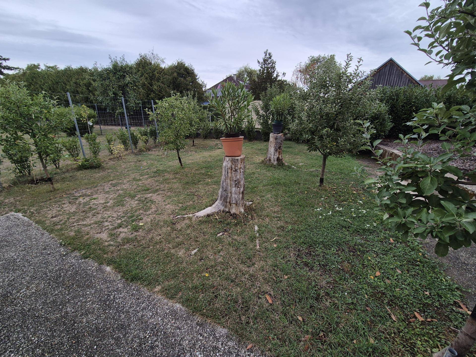 Großer Gartenbereich mit Rasenfläche und jungen Obstbäumen.