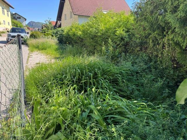 Überwuchertes Gartengrundstück mit hohem Gras und Büschen neben einem Zaun und einer Straße.