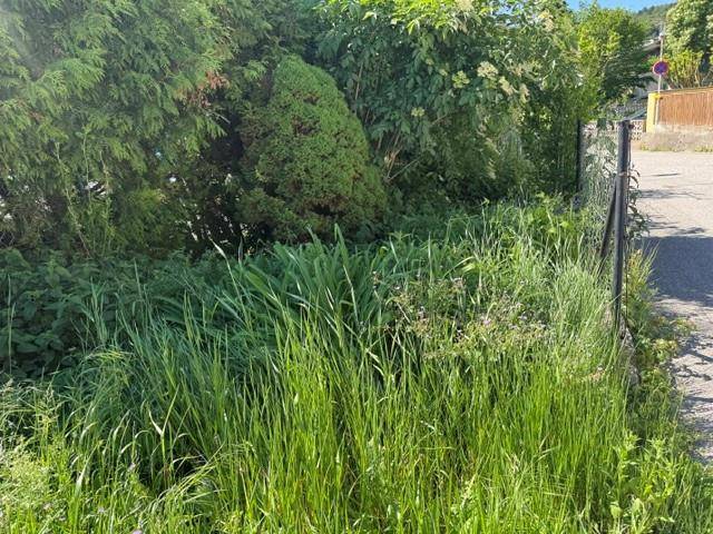 Dicht bewachsenes Gartengrundstück mit hohen Gräsern und immergrünen Büschen am Straßenrand.