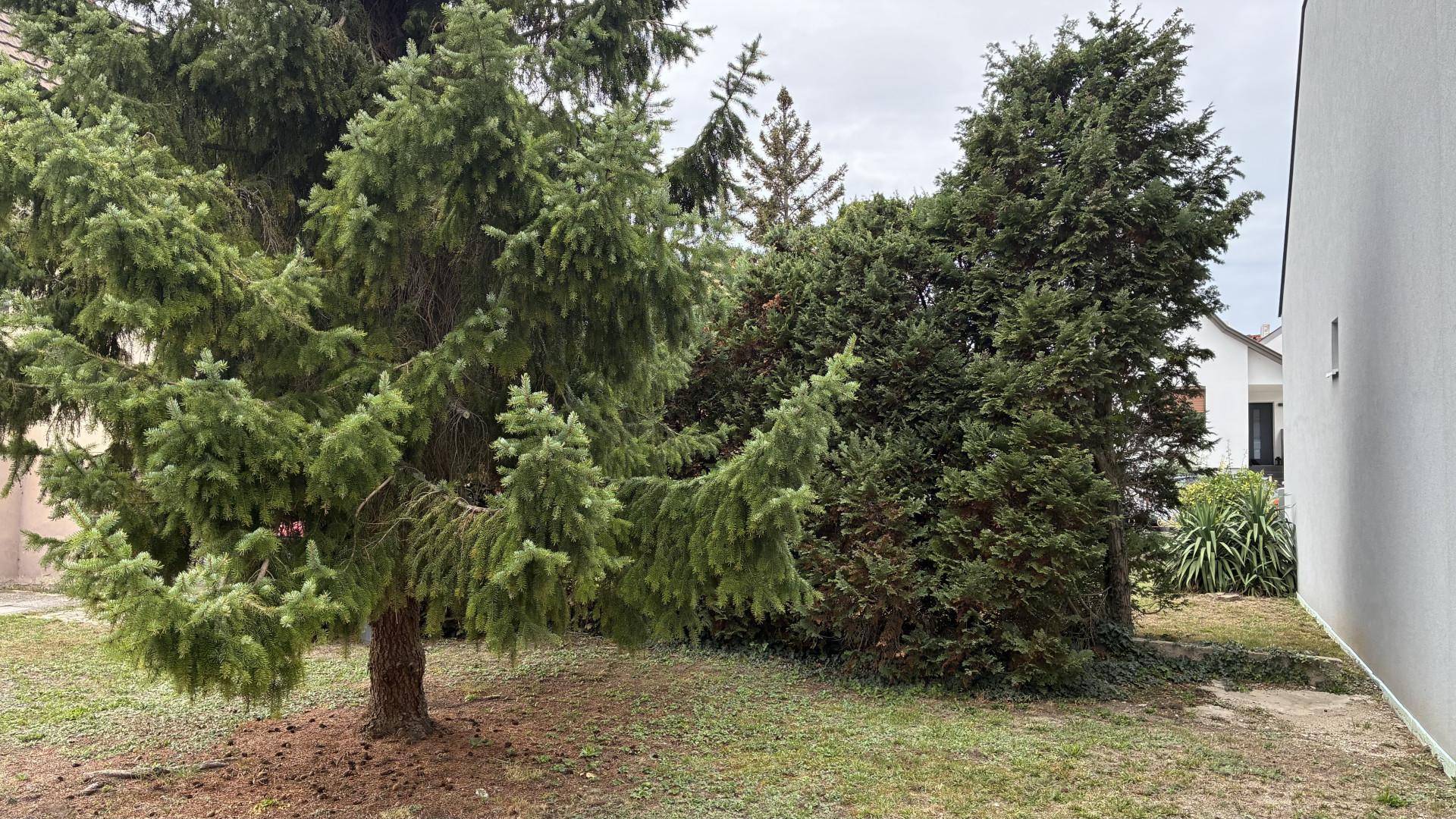 Grüner Gartenbereich mit großen Nadelbäumen und Rasenfläche.