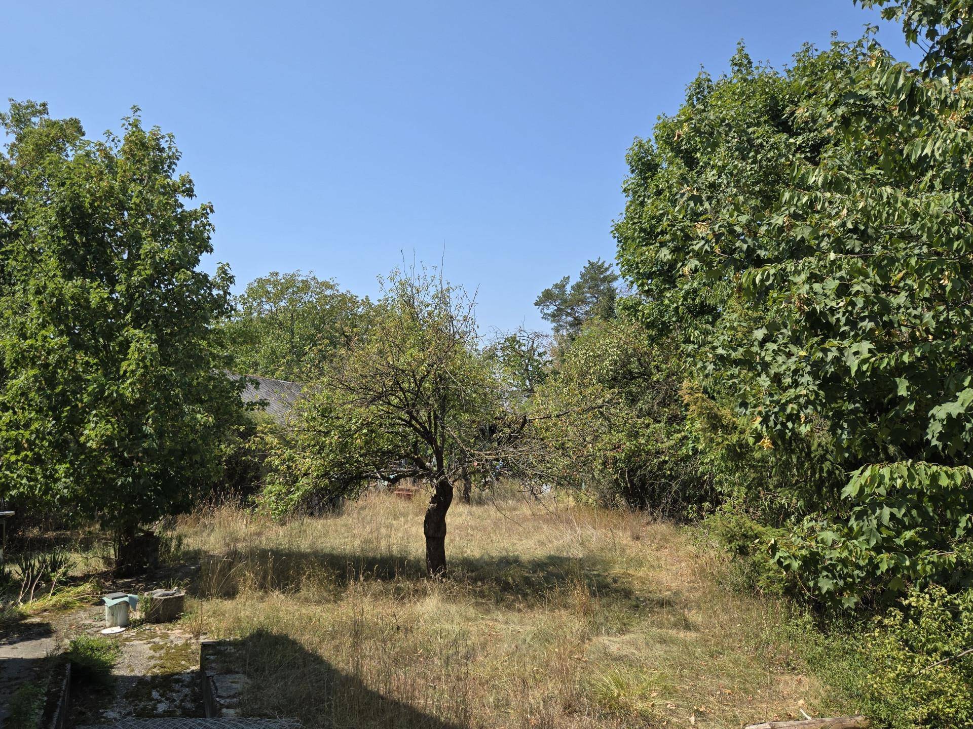 Naturbelassener Gartenbereich mit hohem Gras, einem Obstbaum und umgebenden Bäumen.