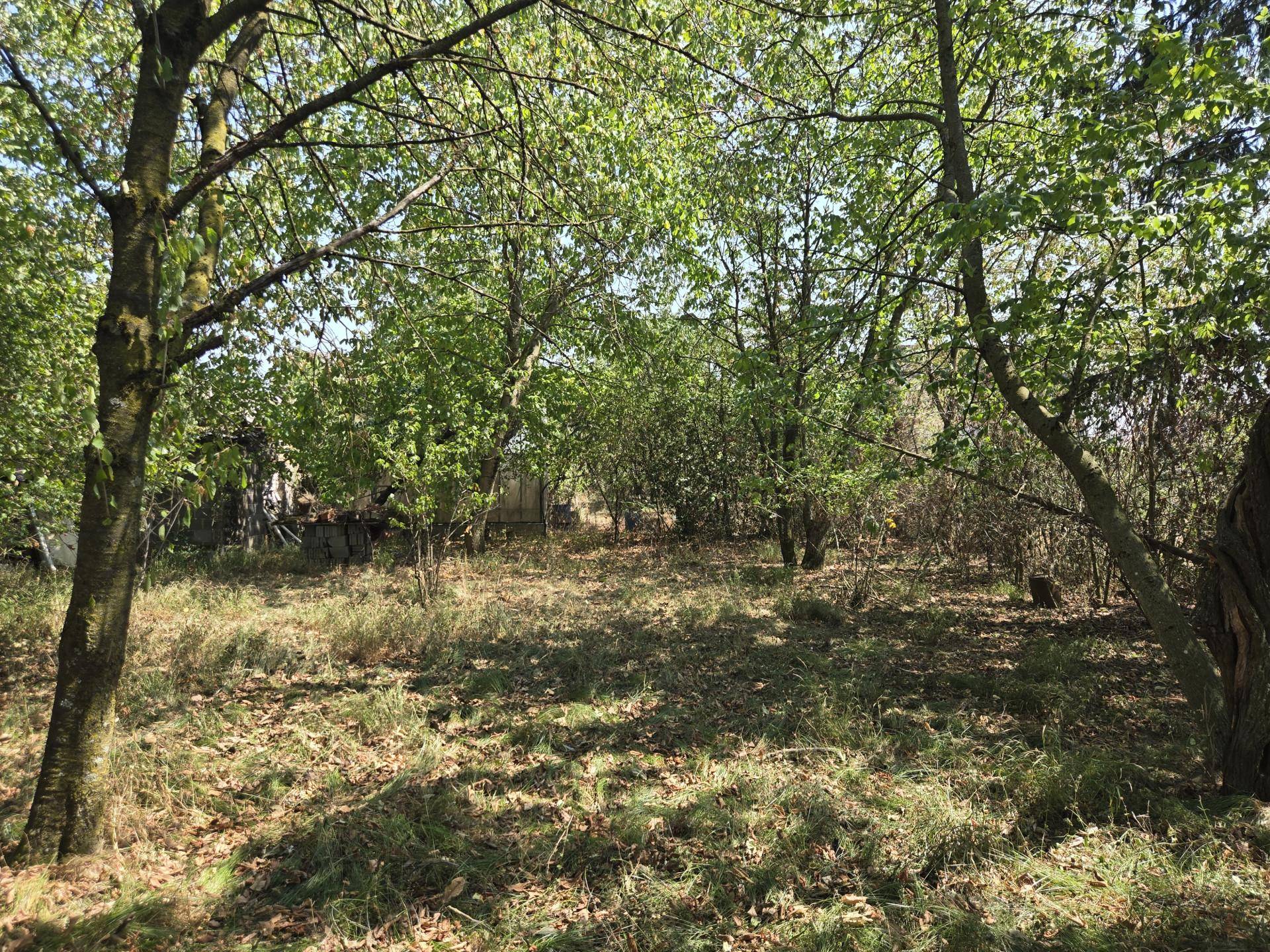 Verwilderter Gartenbereich mit vielen Bäumen und hohem Gras unter blauem Himmel.