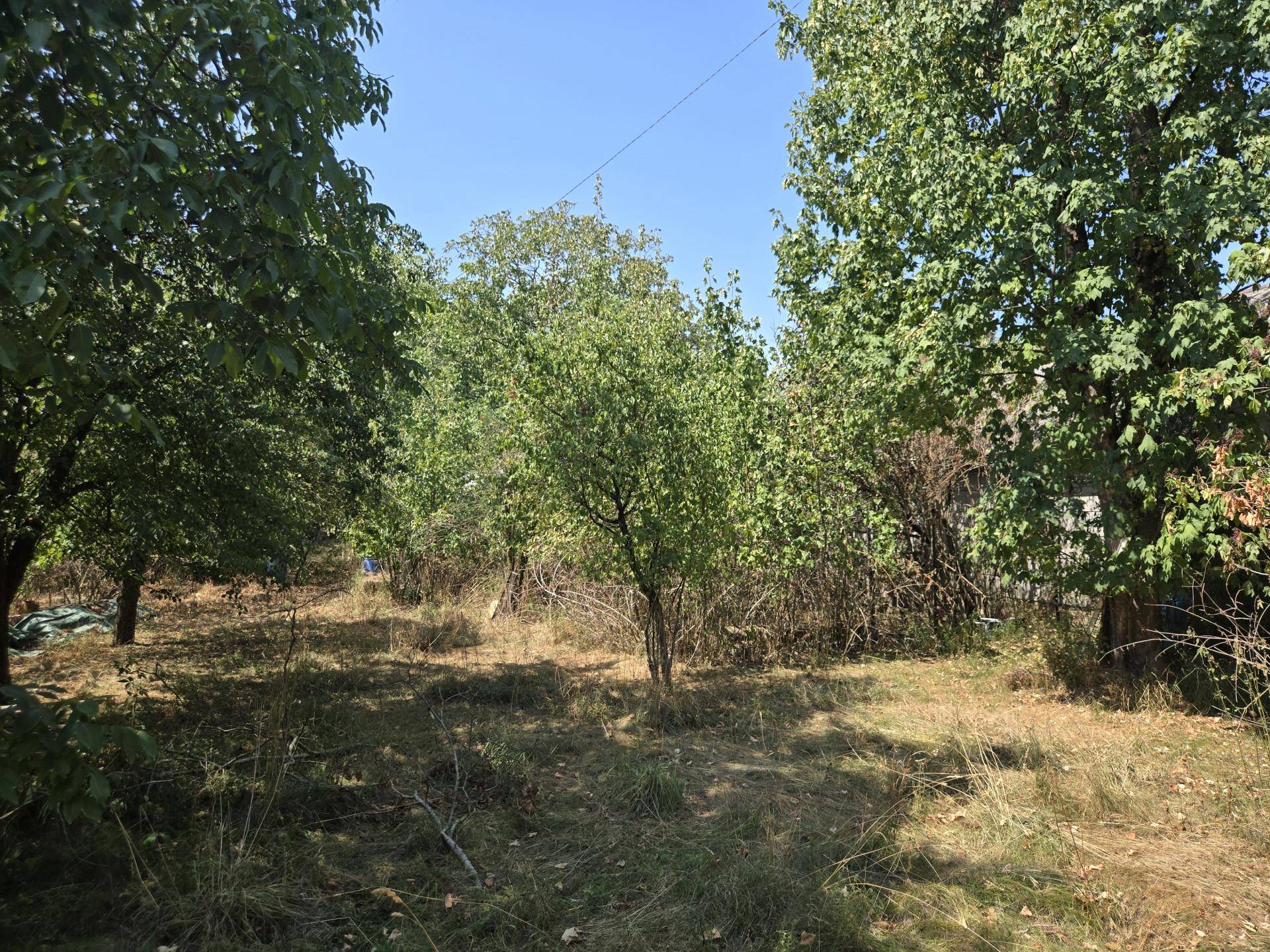 Naturbelassener Garten mit vielen Bäumen und hohem Gras, das Sonnenlicht fällt durch die Blätter.