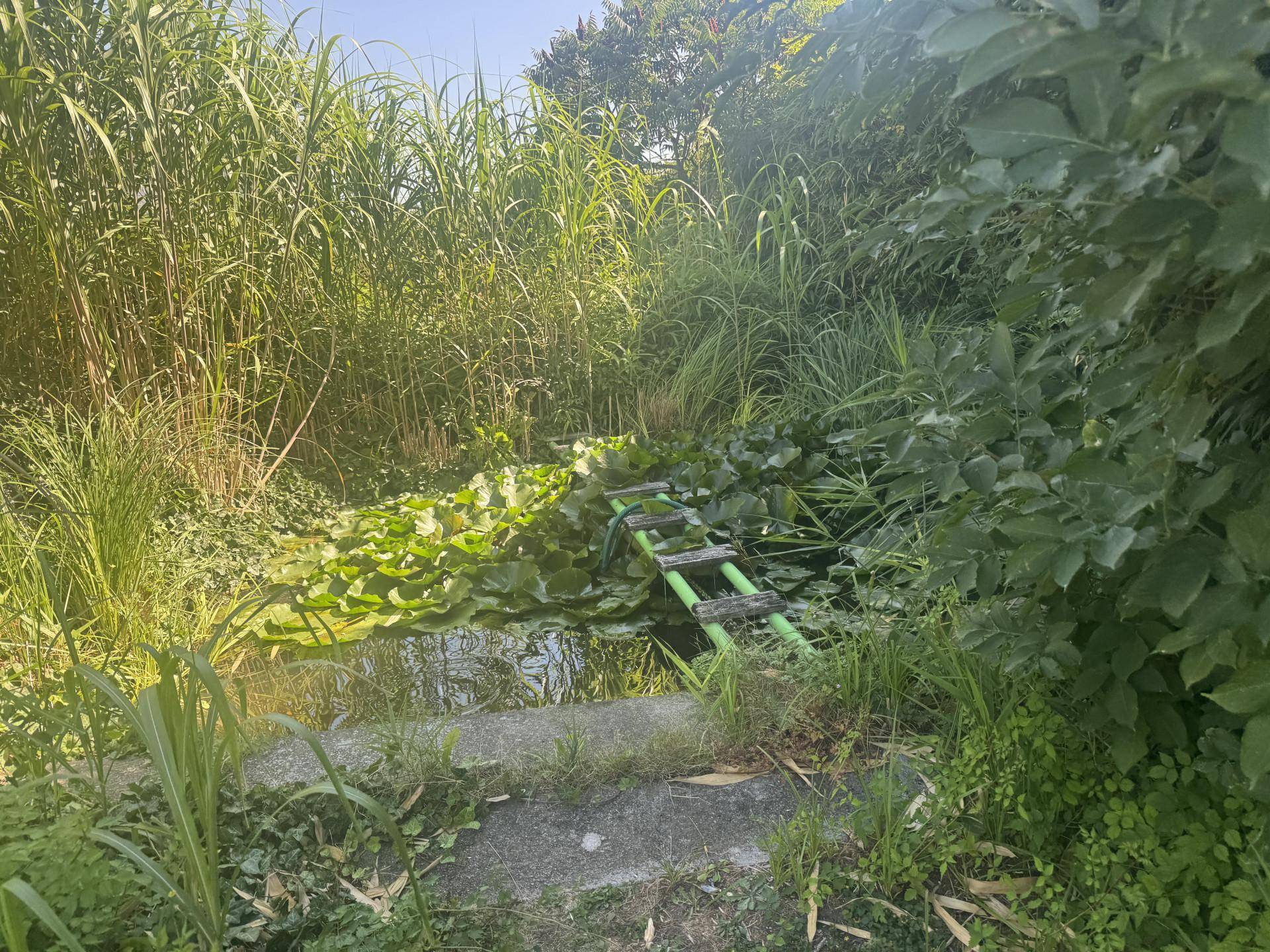 Kleiner Teich mit Seerosen und hohen Schilfpflanzen, umgeben von üppigem Grün.