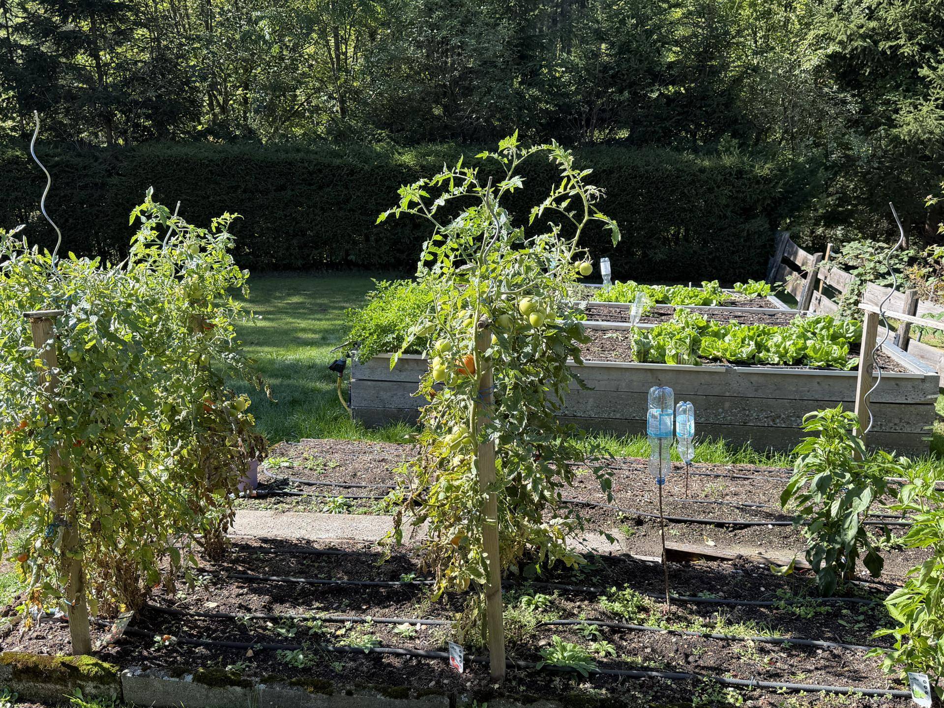 Nutzgarten mit Hochbeeten und Tomatenpflanzen, ideal für den Eigenanbau von Gemüse.