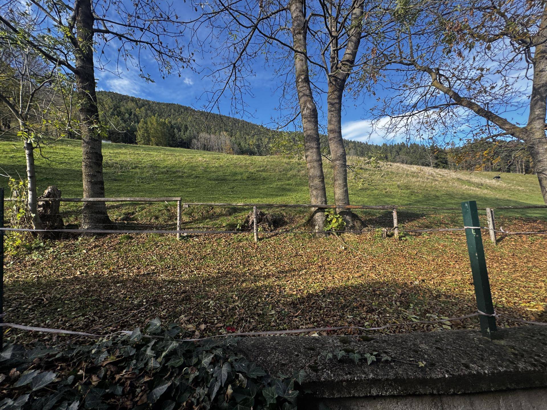 angrenzend an Grünland und Wald