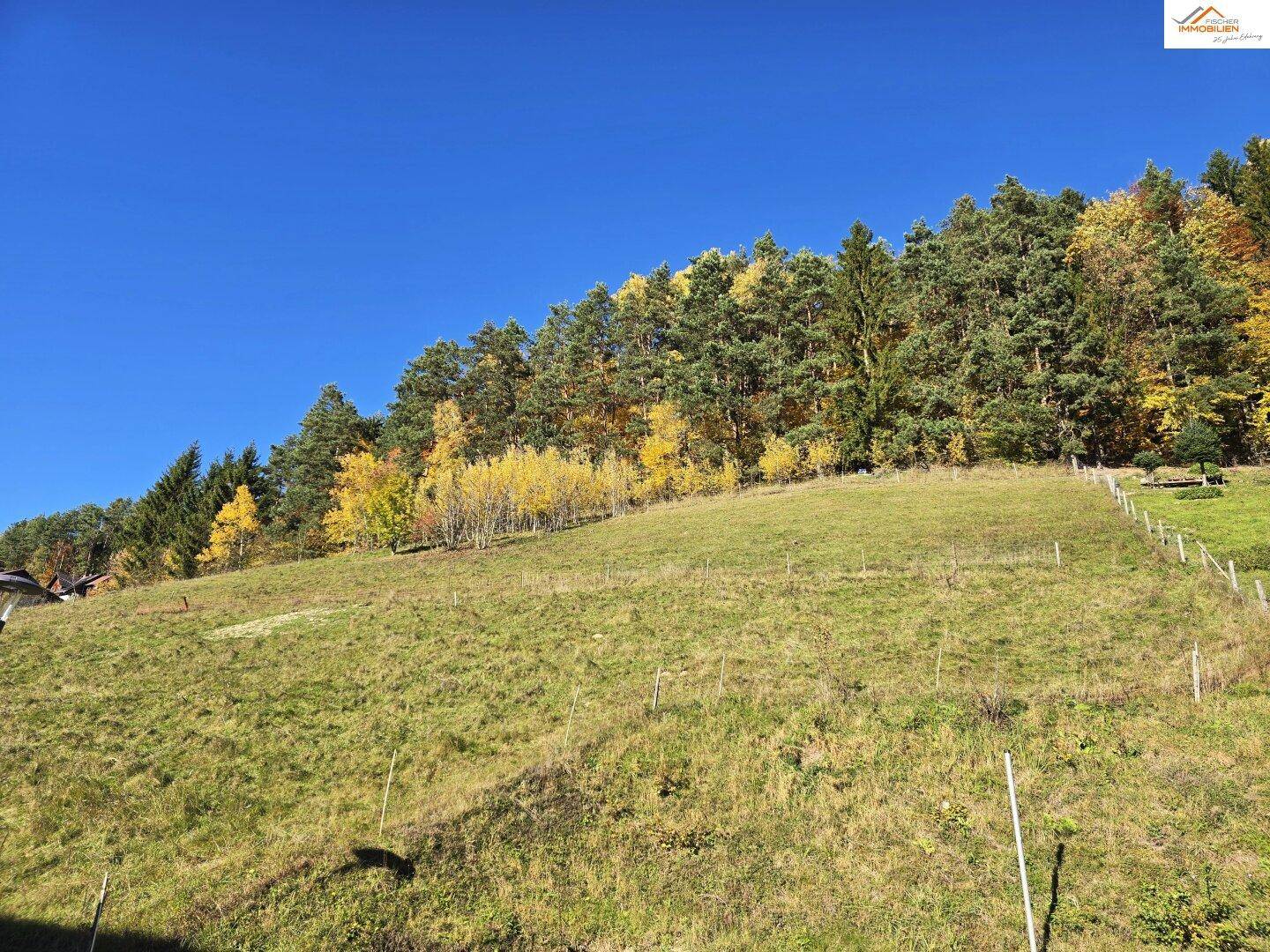 Grüne Wiese am Hang mit herbstlich gefärbten Bäumen und dichtem Wald im Hintergrund unter blauem Himmel.