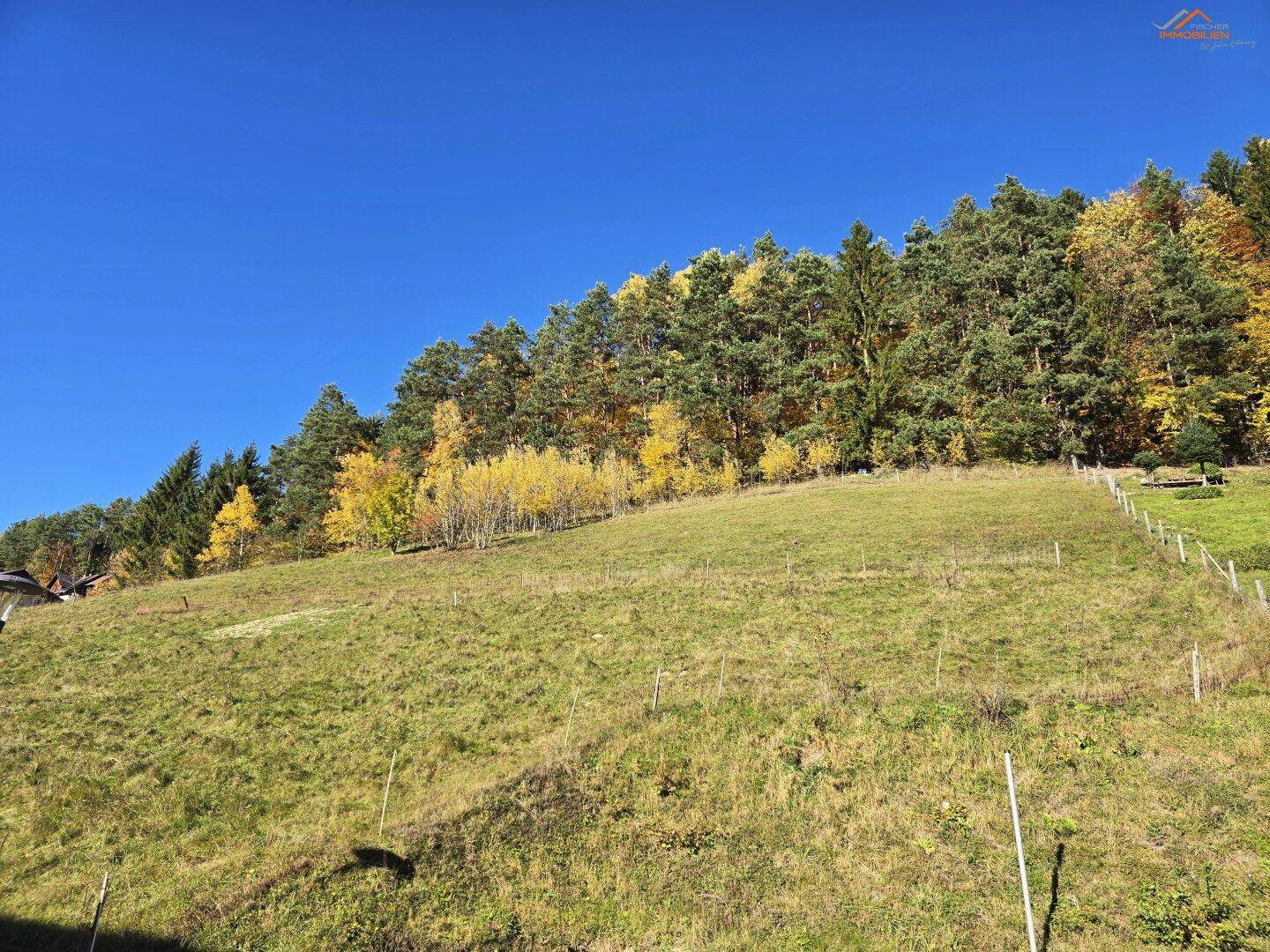 Grüner Hang mit herbstlich gefärbten Bäumen und dichtem Wald unter einem klaren blauen Himmel.