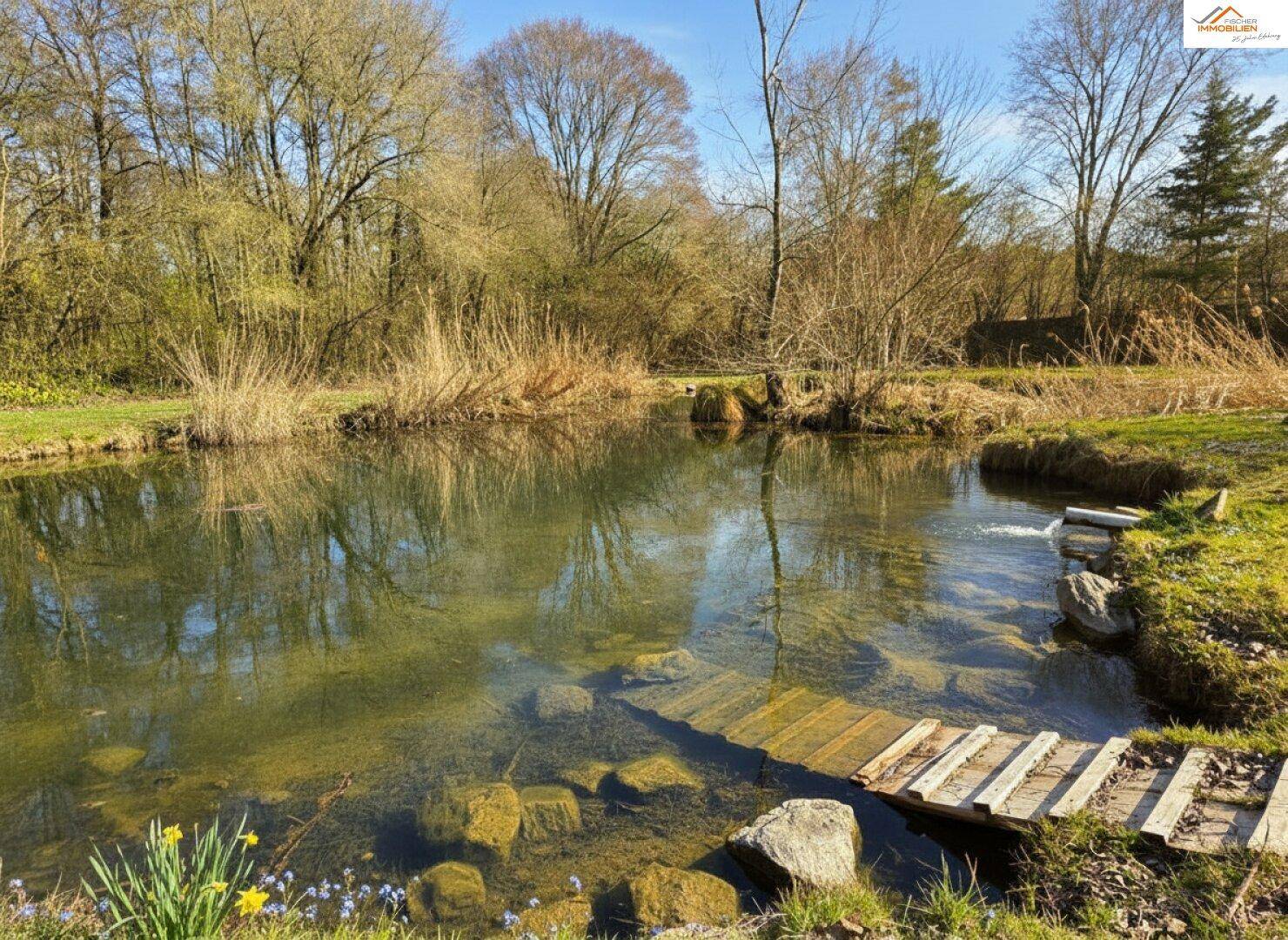 Klarer Teich mit Holzsteg und üppiger Vegetation am Ufer unter blauem Himmel.