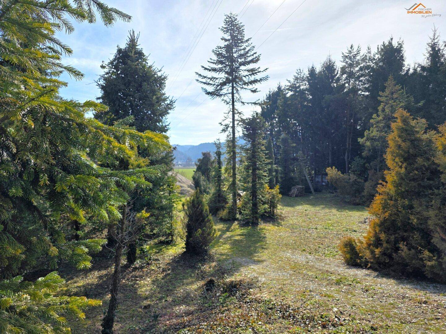 Naturbelassene Grünfläche umgeben von verschiedenen Nadelbäumen mit Fernblick auf die Landschaft.