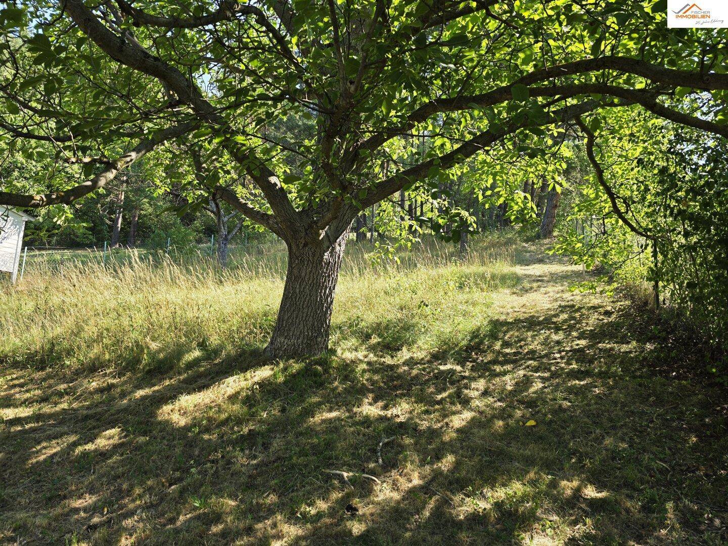Großer, naturbelassener Gartenbereich mit altem Baum und viel Grünfläche.