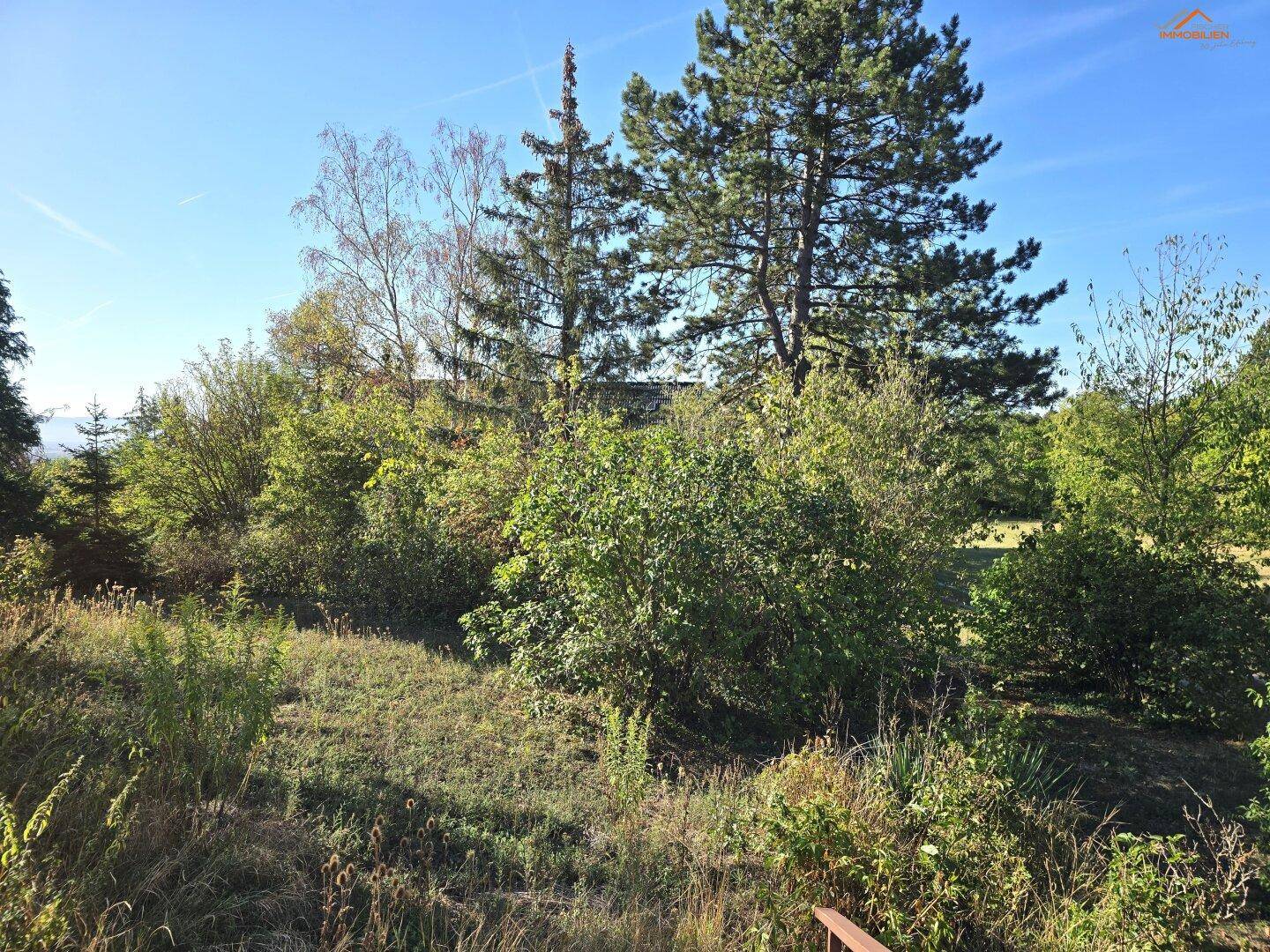 Naturbelassener Gartenbereich mit vielfältiger Vegetation und hohen Bäumen unter blauem Himmel.