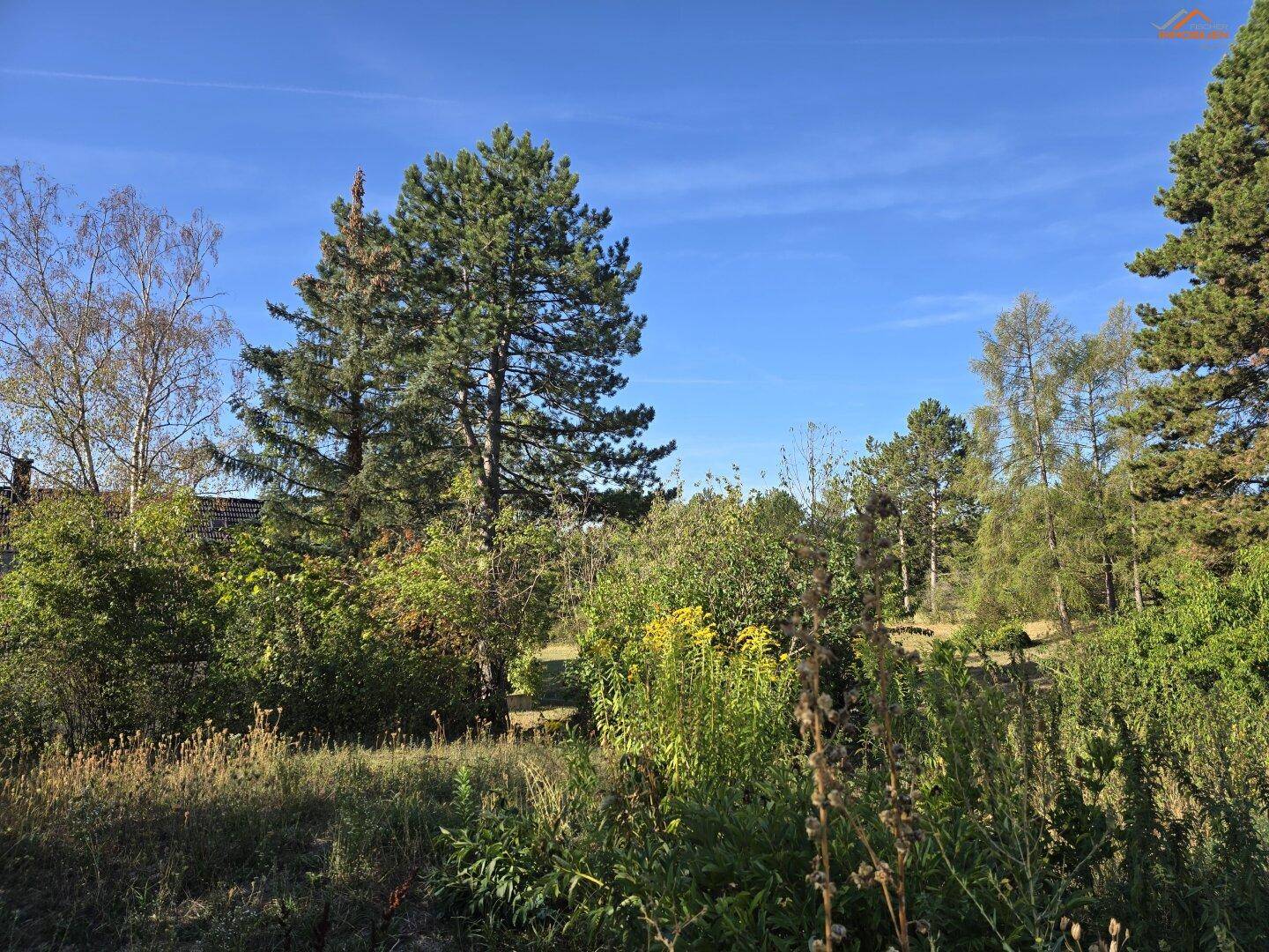 Weitläufiger Garten mit üppiger Vegetation, hohen Nadelbäumen und sonnigem Wetter.