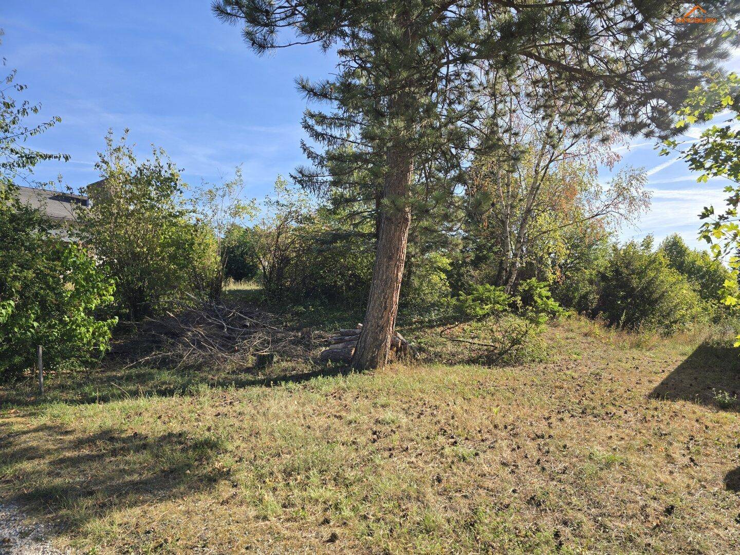 Natürliches Gartengrundstück mit einem großen Baum im Vordergrund und viel Grünfläche.