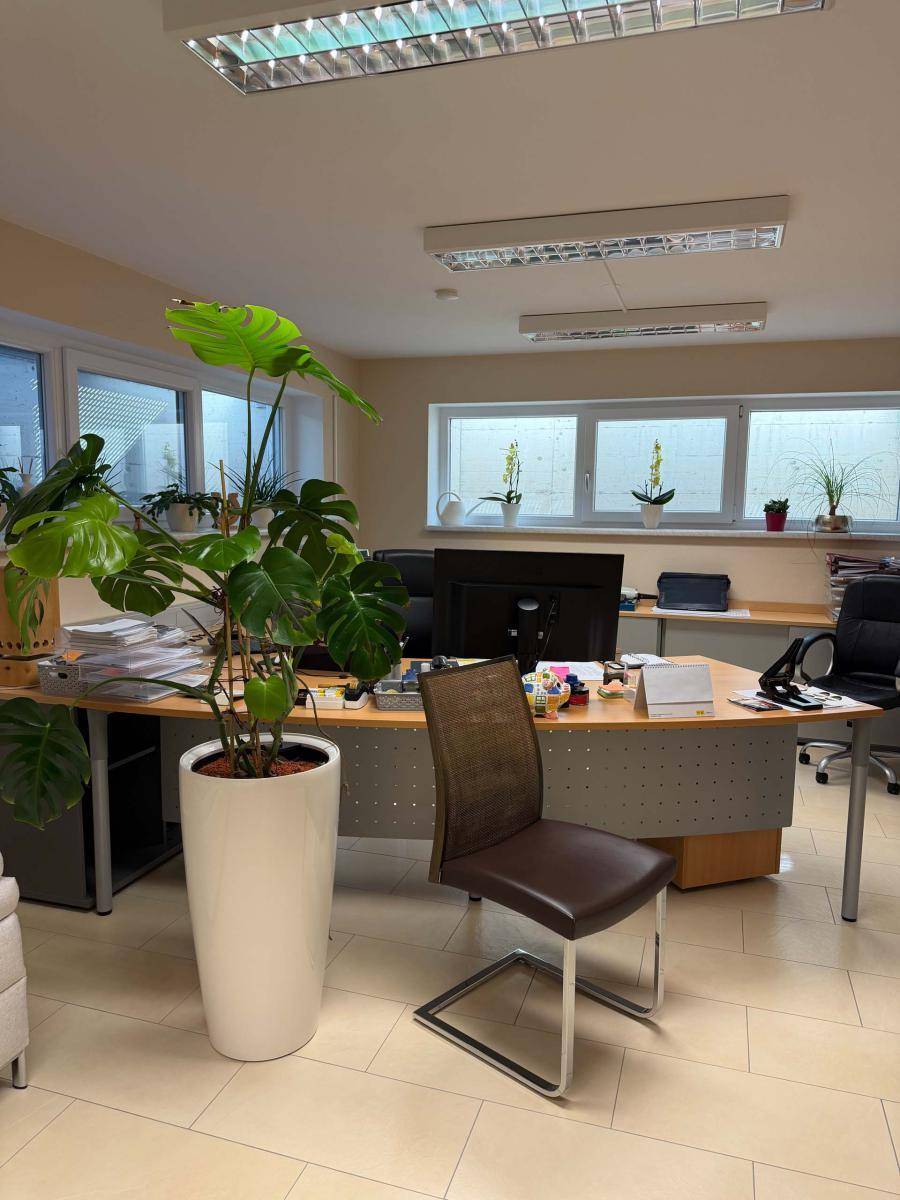 Helles Büro mit mehreren Arbeitsplätzen, großen Fenstern und Pflanzen für eine angenehme Arbeitsatmosphäre.