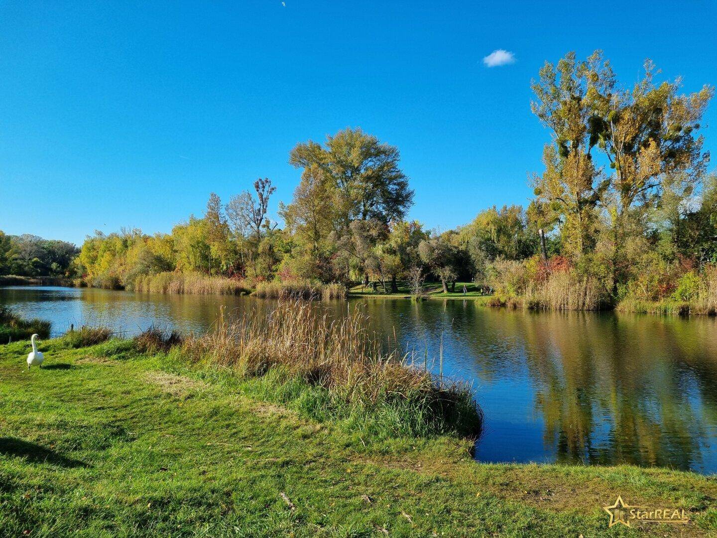 Idyllischer Flusslauf mit einem Schwan am Ufer, umgeben von herbstlicher Vegetation unter blauem Himmel.