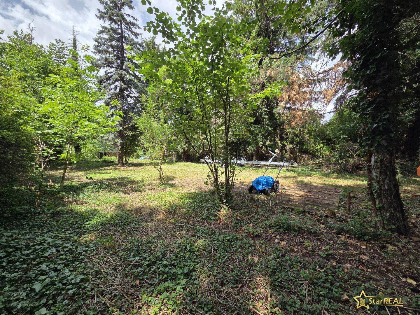 Naturbelassener Gartenbereich mit verschiedenen Bäumen und Sträuchern, im Hintergrund ein Rasenmäher.