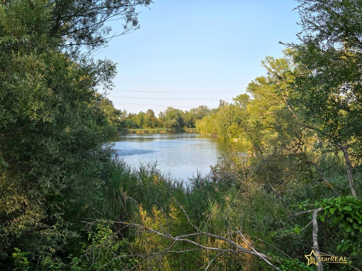 Idyllischer Blick auf einen ruhigen See, umgeben von üppiger Vegetation und Schilf.