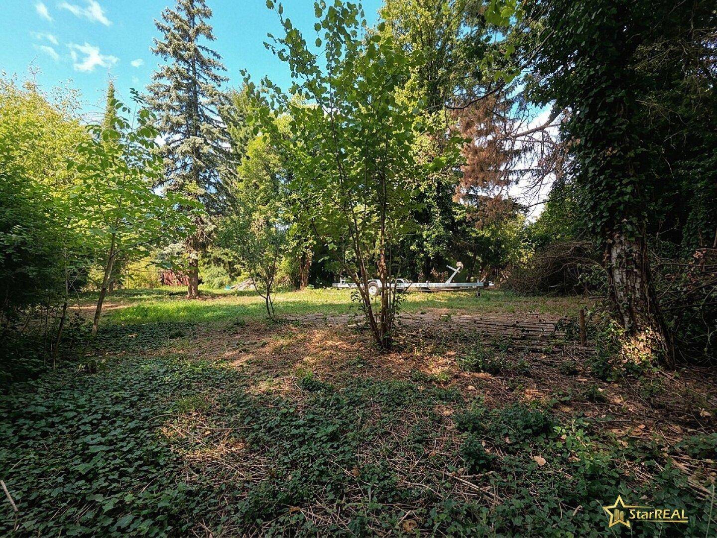 Weitläufiges Gartengrundstück mit vielfältigem Baumbestand und natürlicher Vegetation im Sonnenlicht.