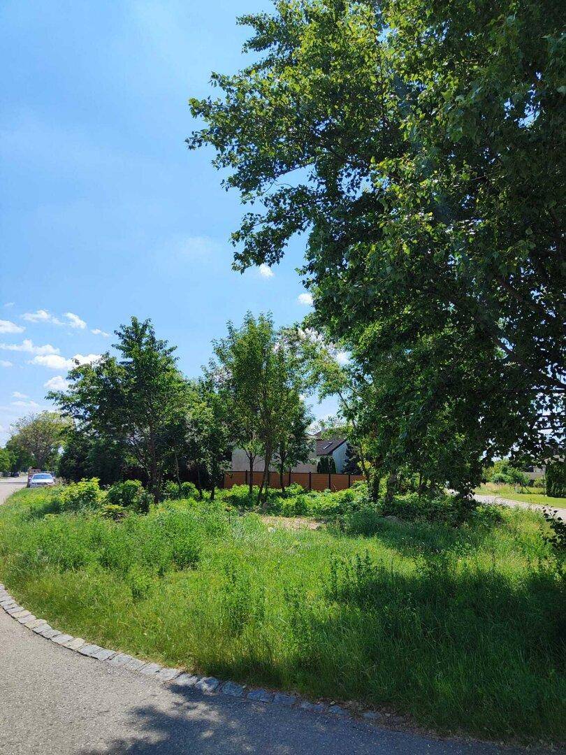 Weitläufiges unbebautes Grundstück mit üppigem Grün und Bäumen unter strahlend blauem Himmel.
