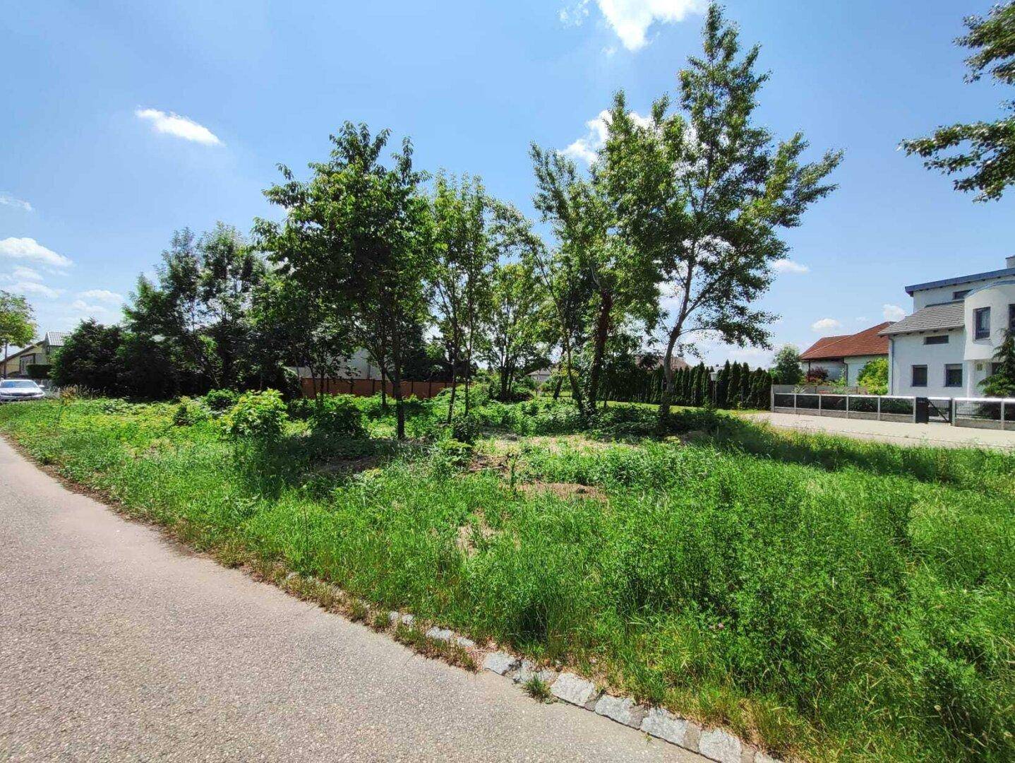 Unbebautes Grundstück mit üppigem Gras und Bäumen an einer kurvigen Straße unter blauem Himmel.